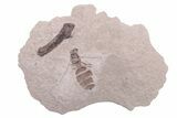 Fossil Fly (Diptera) - Ruby River Basin, Montana #216526-1